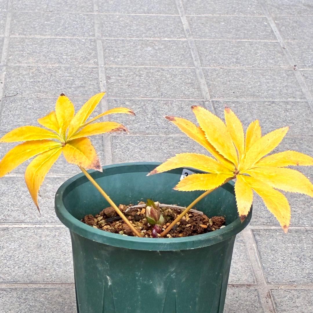 プ*ン様 3402☘️蕾付き☘️⭐️極上⭐️蜃気楼交配⭐️小輪⭐️ぼかし⭐️多花