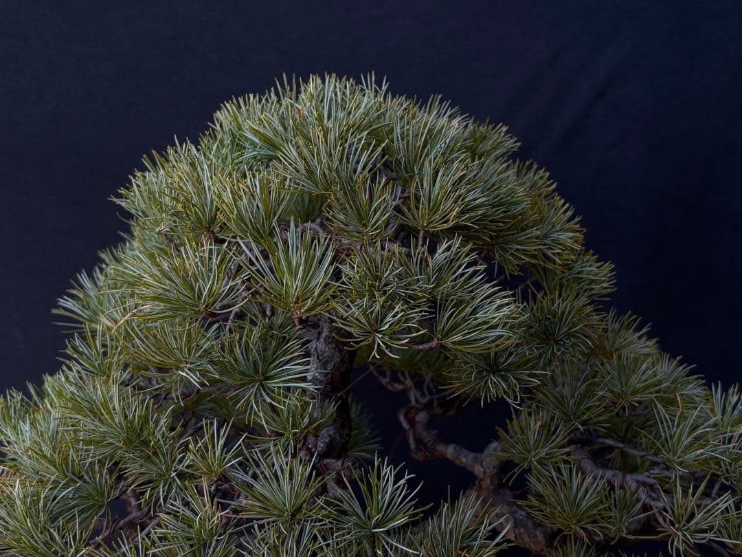 五葉松　盆栽　古木