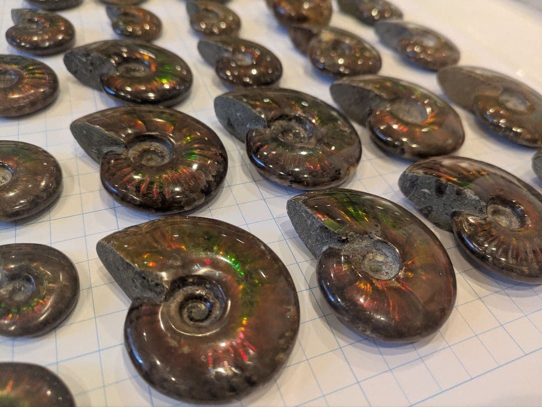 アンモナイト・アンモライト コレクション 約38個