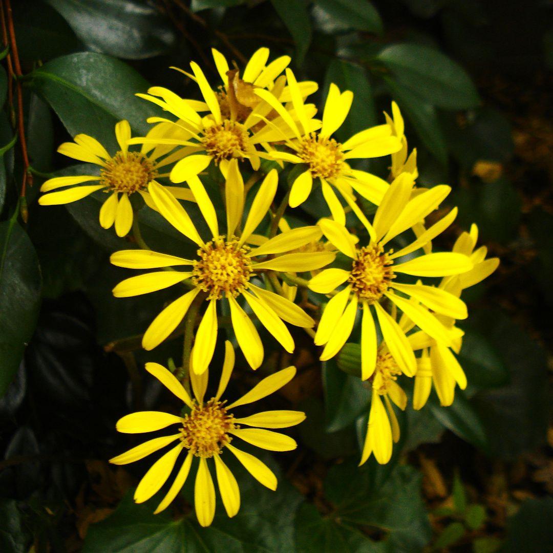 動作確認済☆SONY サイバーショット DSC-W35 ☆充電器バッテリー2個