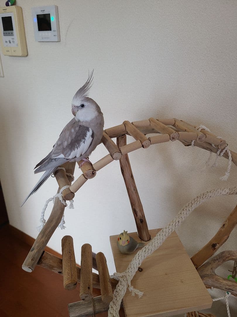 ①ty master@即購入ok　オーダー　バードアスレチック　流木