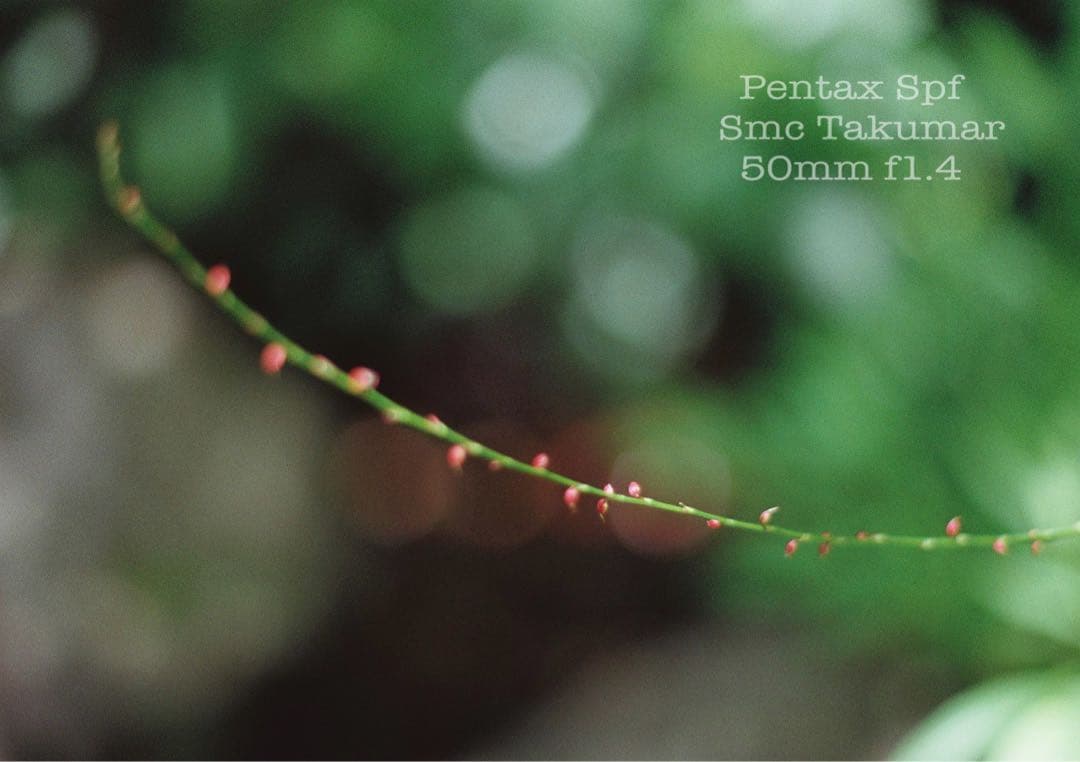 完動＊美品＊pentax spf／smc 50mm f1.4★作例多数＊初期保証