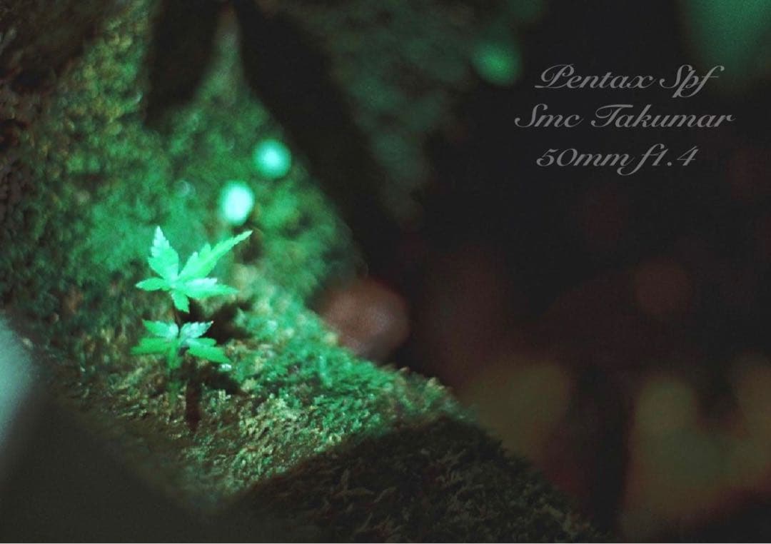 完動＊美品＊pentax spf／smc 50mm f1.4★作例多数＊初期保証