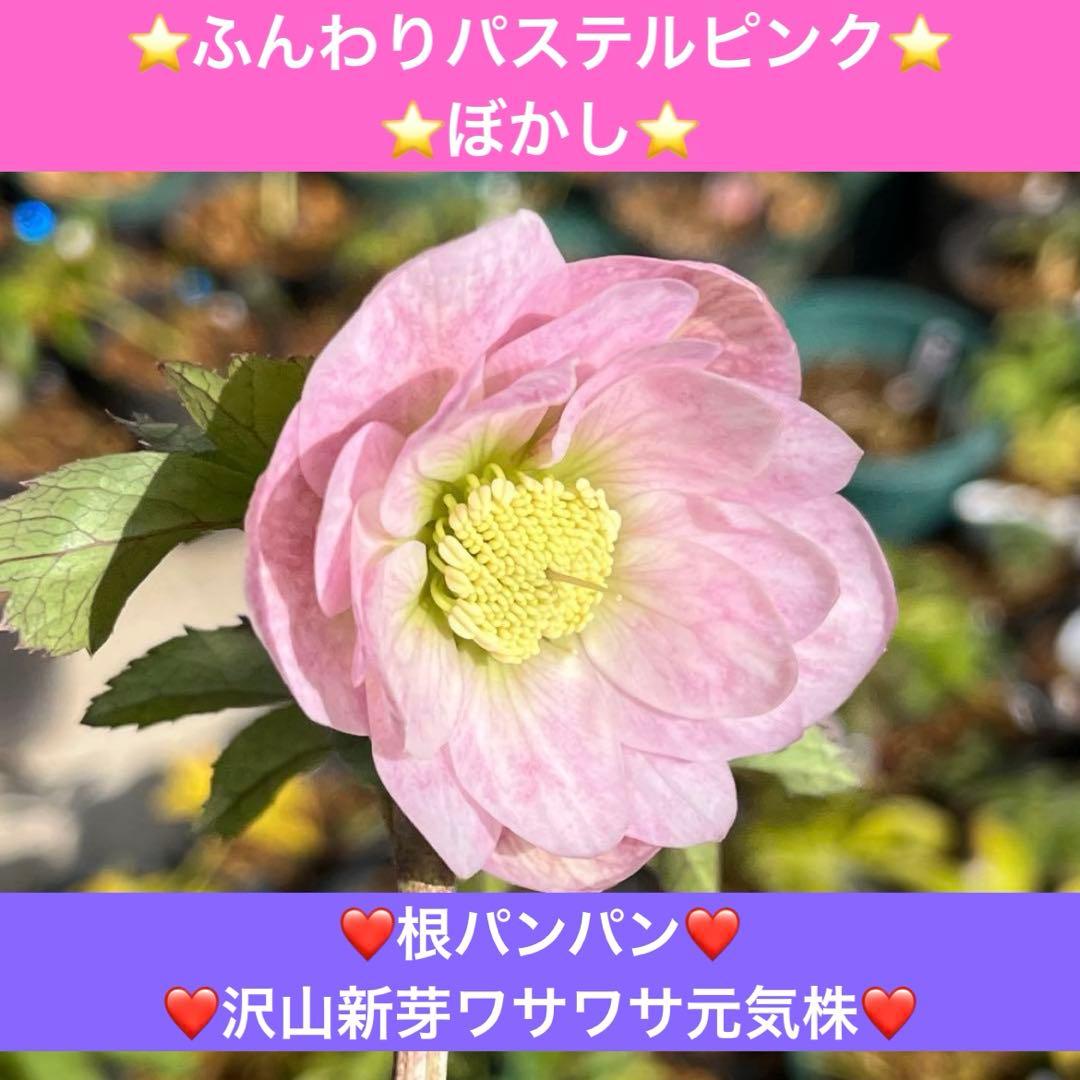 夕*え様 ❤️根パンパン❤️沢山新芽ワサワサ元気株❤️3288⭐️ふんわりパステ