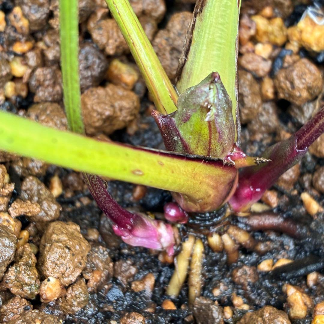 夕*え様 ❤️根パンパン❤️沢山新芽ワサワサ元気株❤️3288⭐️ふんわりパステ