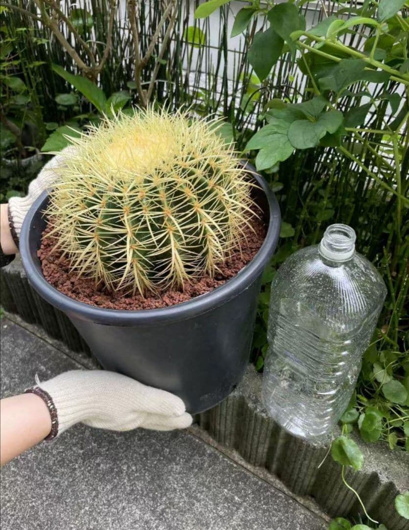 金鯱 サボテン キンシャチ 8号 ロックガーデン 逸品 エキノカクタス 観葉植物