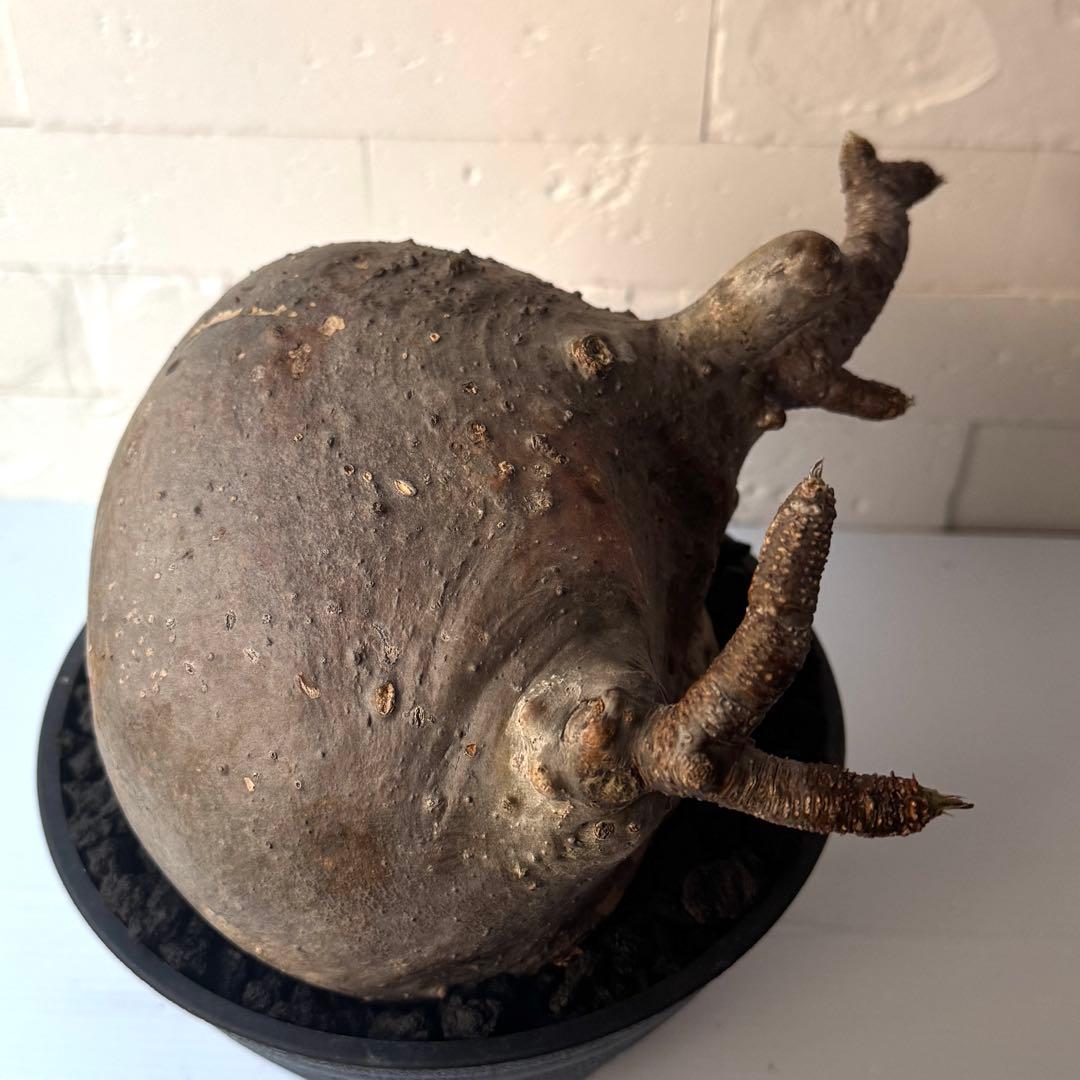 【紋次郎】PG40 パキポディウム グラキリス 発根済 現地株