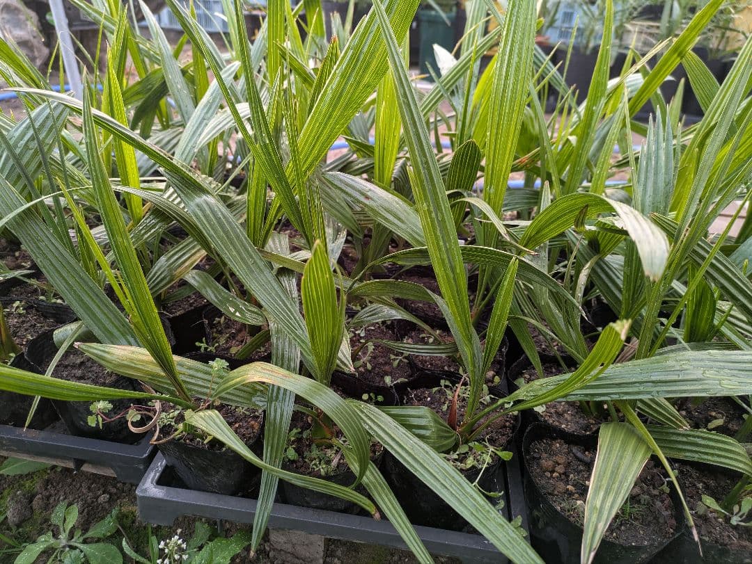 なるべく元気なのだけ選びました。カナリーヤシ50株