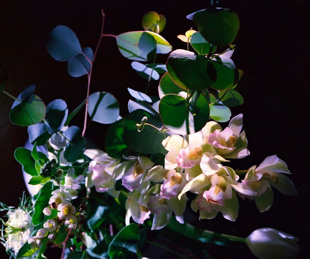 フィルムカメラ T3