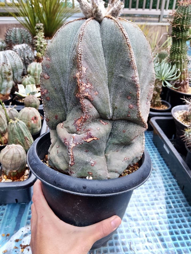 特大 古株 アストロフィツム ランポー 鸞鳳玉