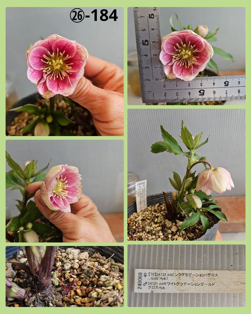 ＊ひまわり＊様ご購入苗㉖-136㉖-184クリスマスローズ