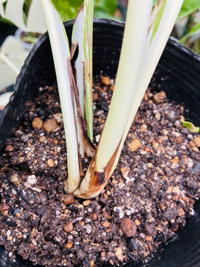 【5本セット発根活着済 斑入りモンステラ 】ボルシギアナ ホワイトタイガ