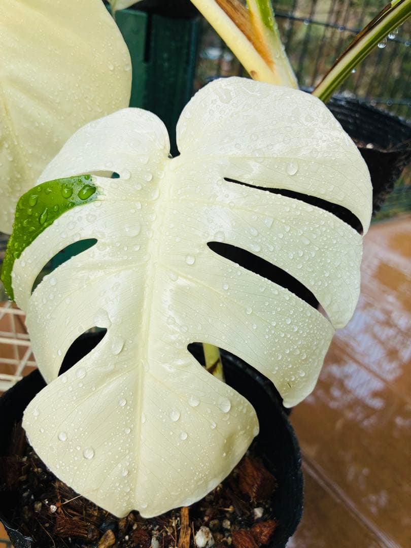 【5本セット発根活着済 斑入りモンステラ 】ボルシギアナ ホワイトタイガ