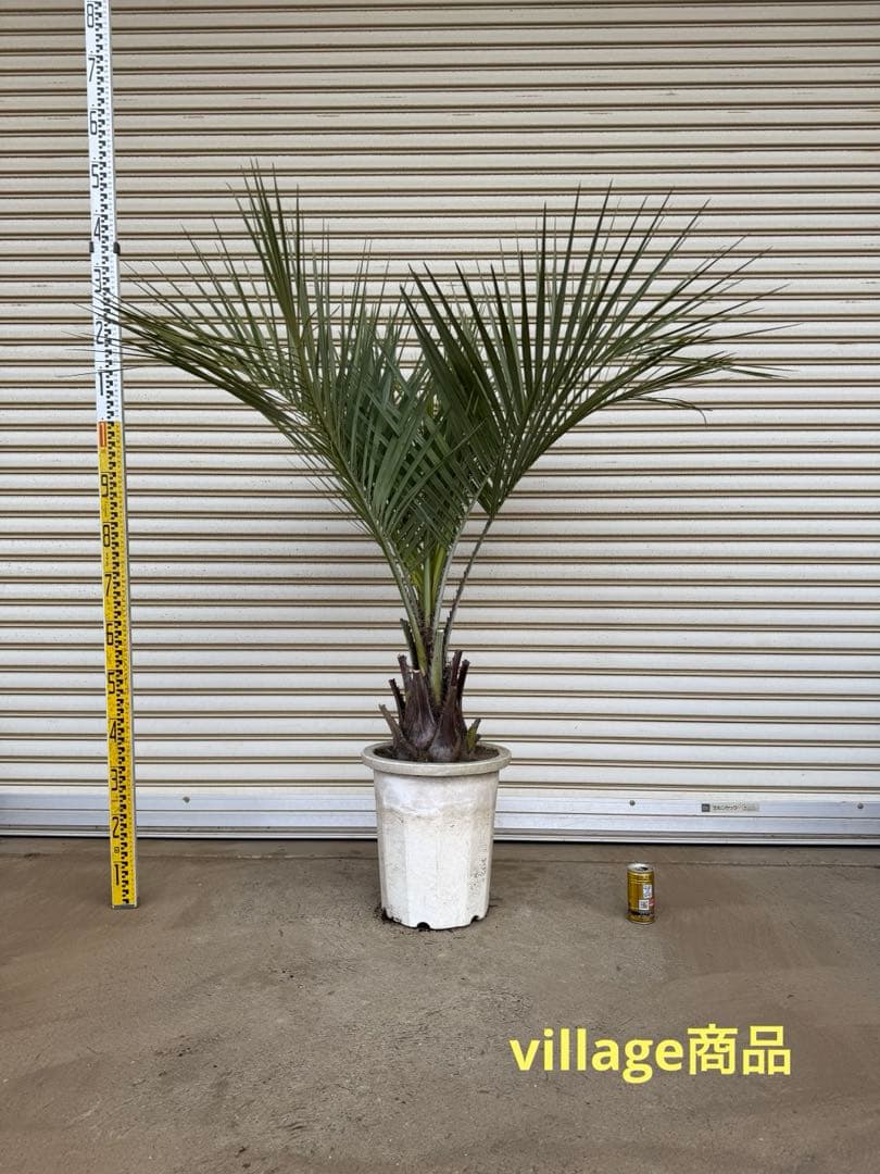 送料込み　ココスヤシ　シルバーリーフ　幹太　鉢植え　庭木　シンボルツリー