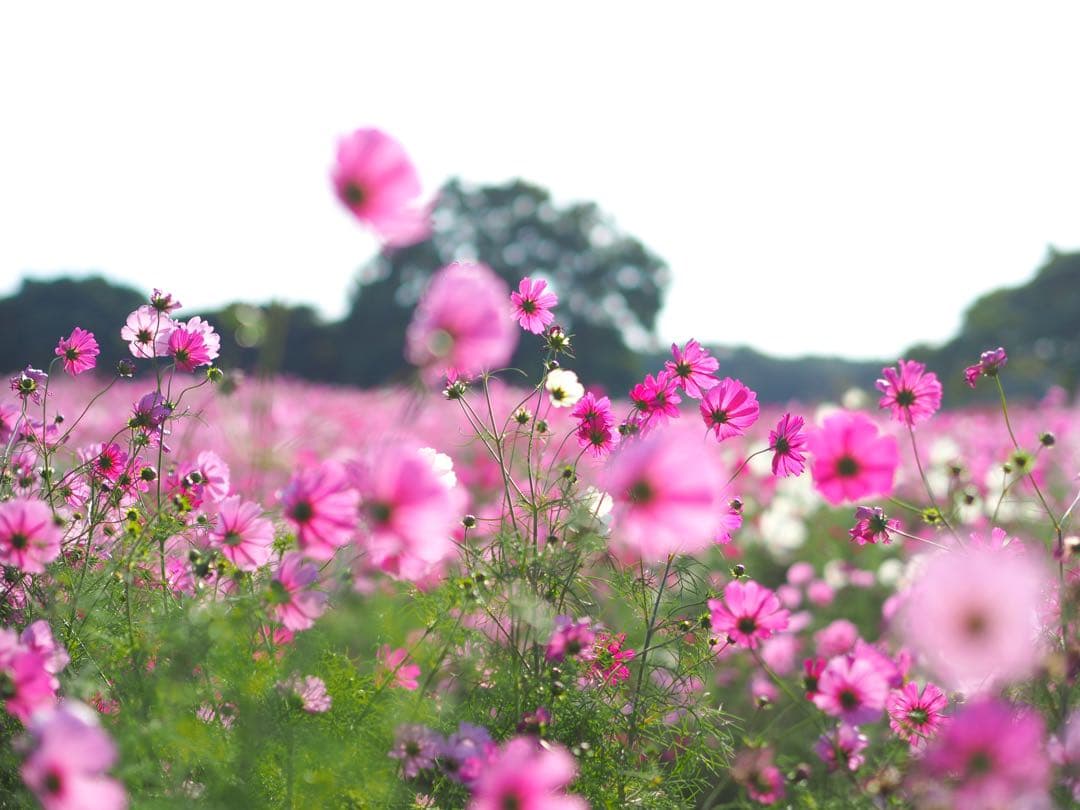 OLYMPUS PEN E-PL8 ＋ 単焦点レンズ