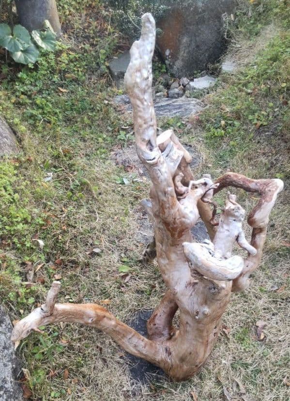 バードアスレチック　流木　インコ　鳥用止まり木