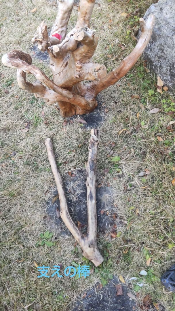 バードアスレチック　流木　インコ　鳥用止まり木