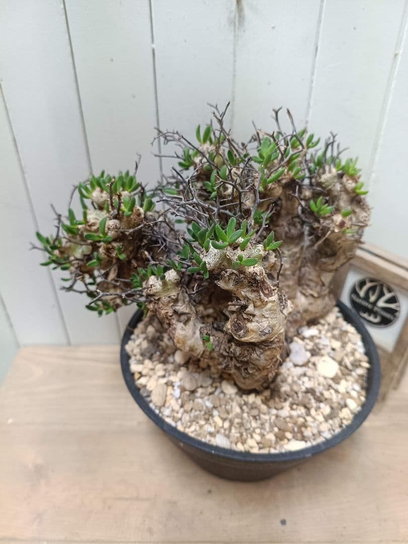 T068 発根済み 大株！！チレコドン レティキュラータス 万物想 現地球