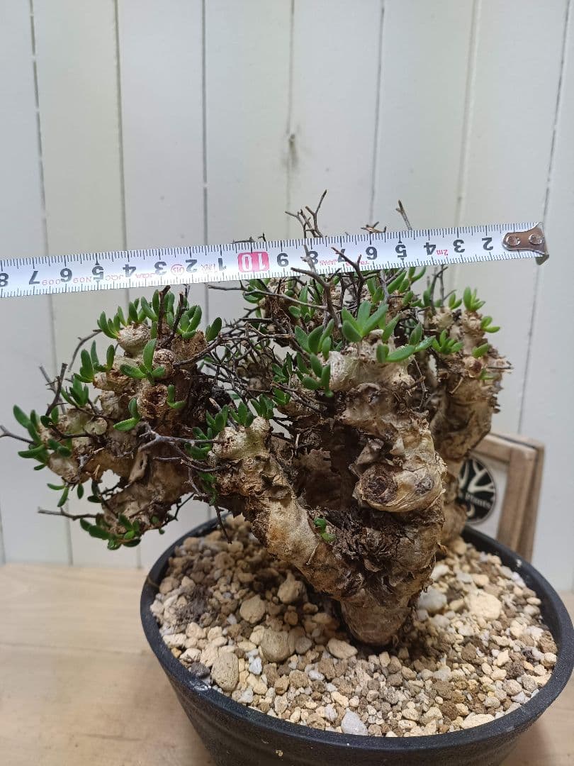 T068 発根済み 大株！！チレコドン レティキュラータス 万物想 現地球