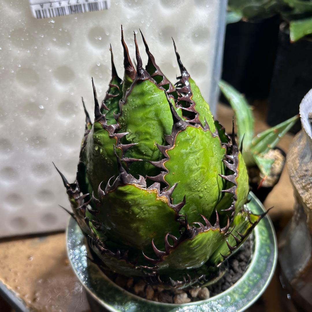 アガベ　ホリダ　陽炎　大株　ボールタイプ　ドワーフ　特選S級選抜　発根管理中