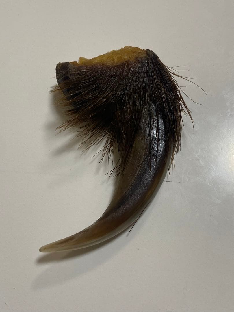 熊爪　巨大ヒグマ熊の爪　送料無料