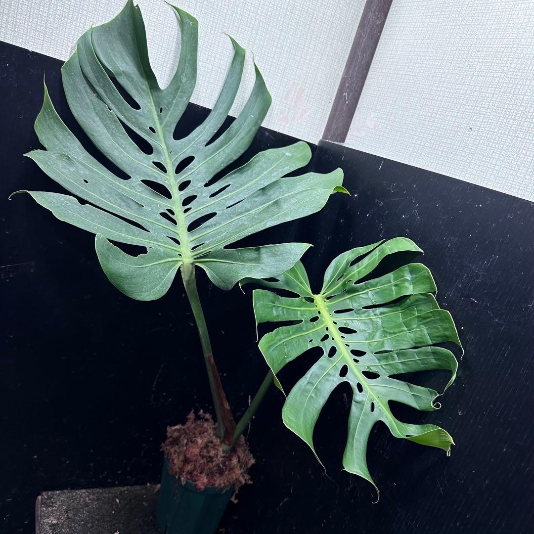み*き様 モンステラデリシオーサマクロコズム超希少系統鉢植え72㎝