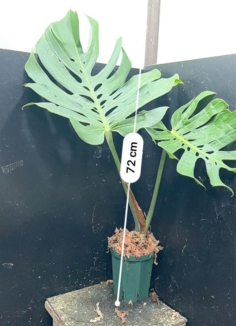 み*き様 モンステラデリシオーサマクロコズム超希少系統鉢植え72㎝