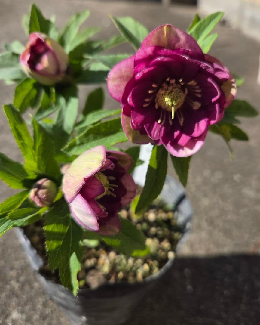 クリスマスローズ　micco