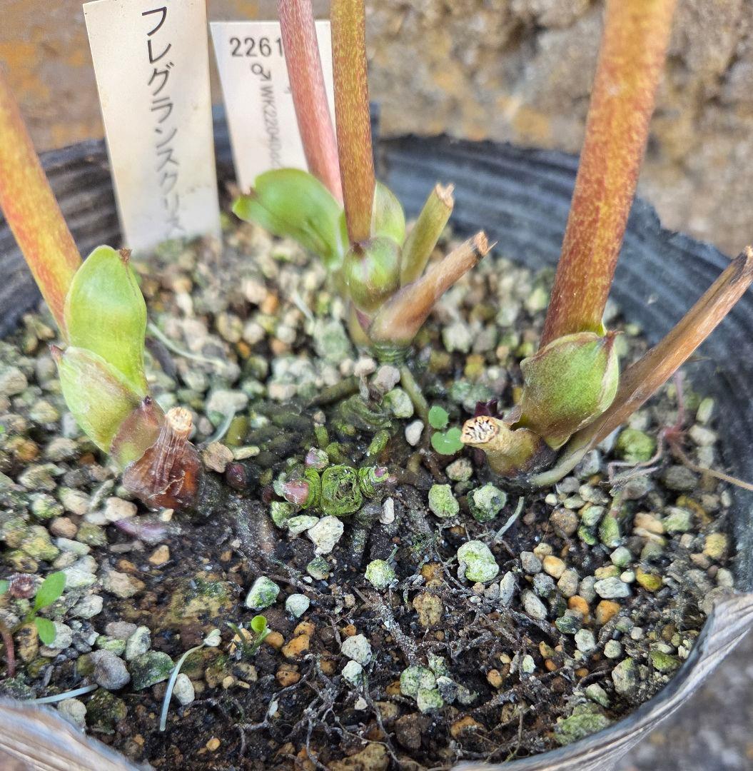 クリスマスローズ　micco