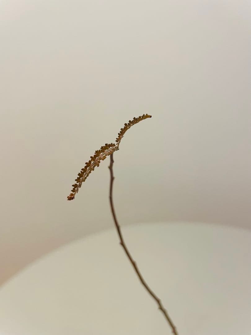 ボスウェリア ソコトラナ（銀葉タイプ）