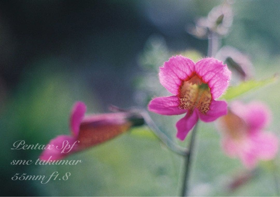 完動品＊美品＊pentax spf＊レンズセット＊作例多数！★初期保証