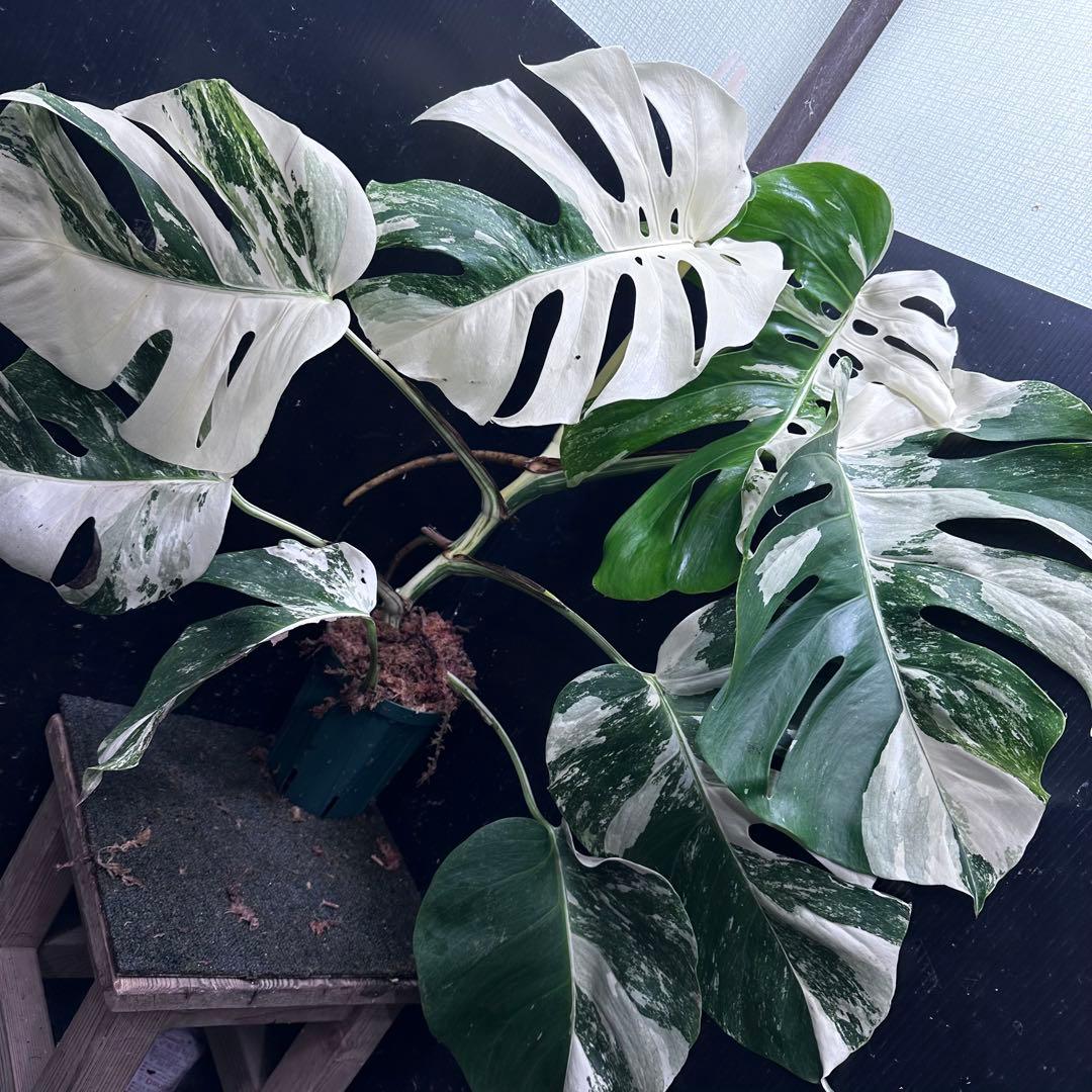 お*め様 斑入りモンステラ ホワイトタイガー極美大株71cm白斑多
