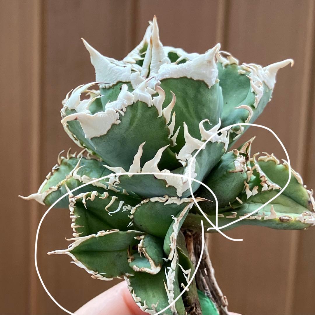 お*ん様 超選抜【オークション】④ 極太棘　子株3株付き　アガべ　白豪刺　TC