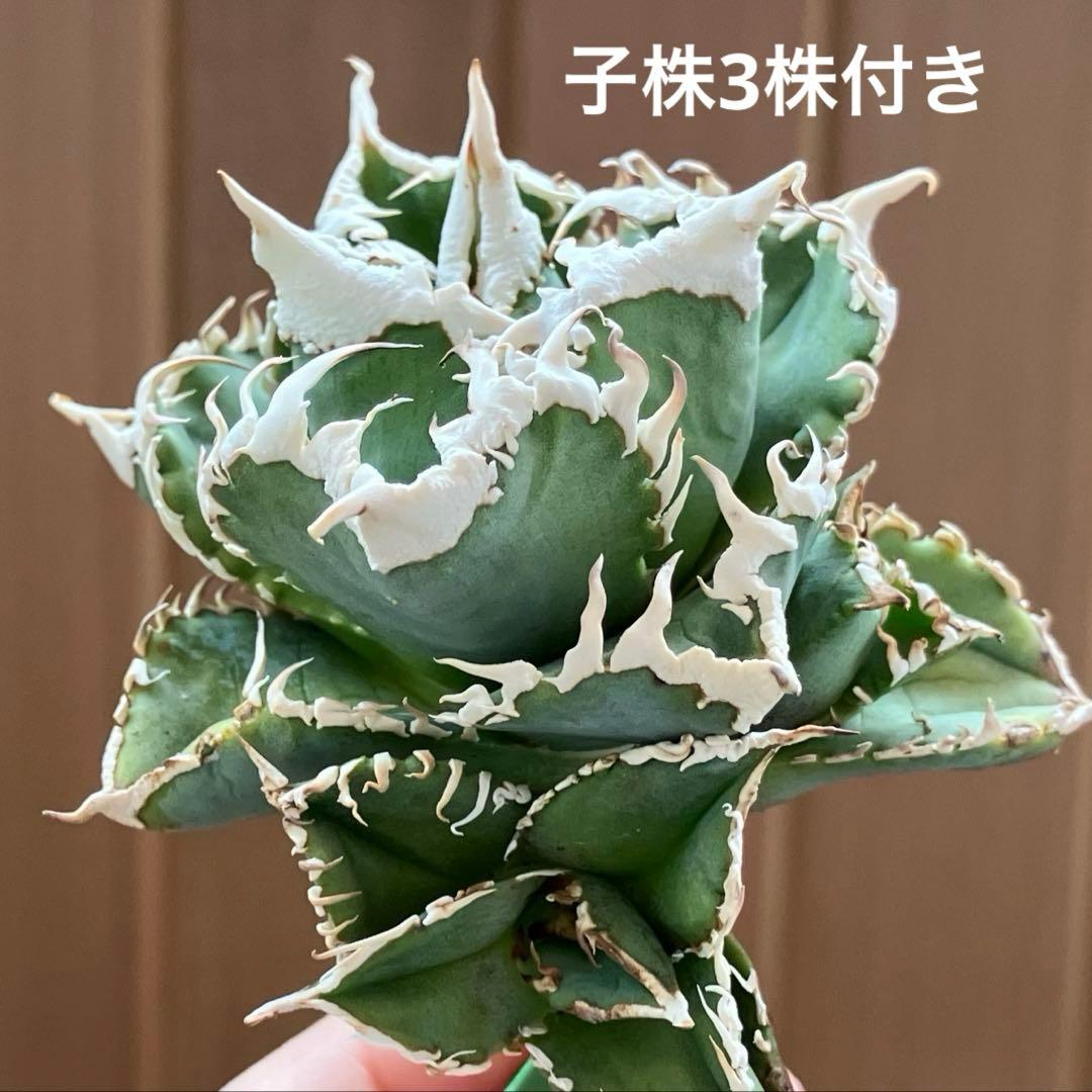 お*ん様 超選抜【オークション】④ 極太棘　子株3株付き　アガべ　白豪刺　TC