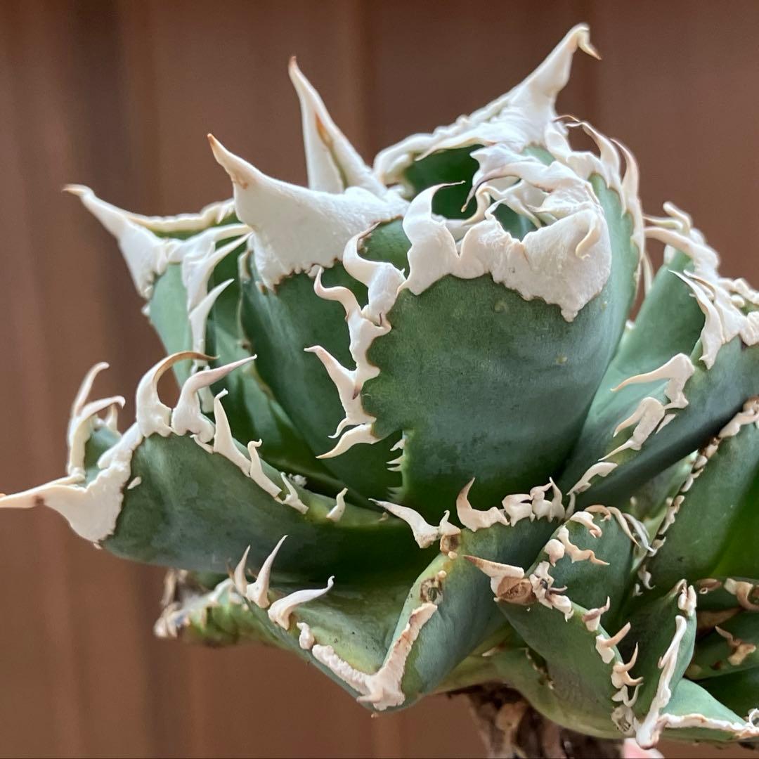 お*ん様 超選抜【オークション】④ 極太棘　子株3株付き　アガべ　白豪刺　TC