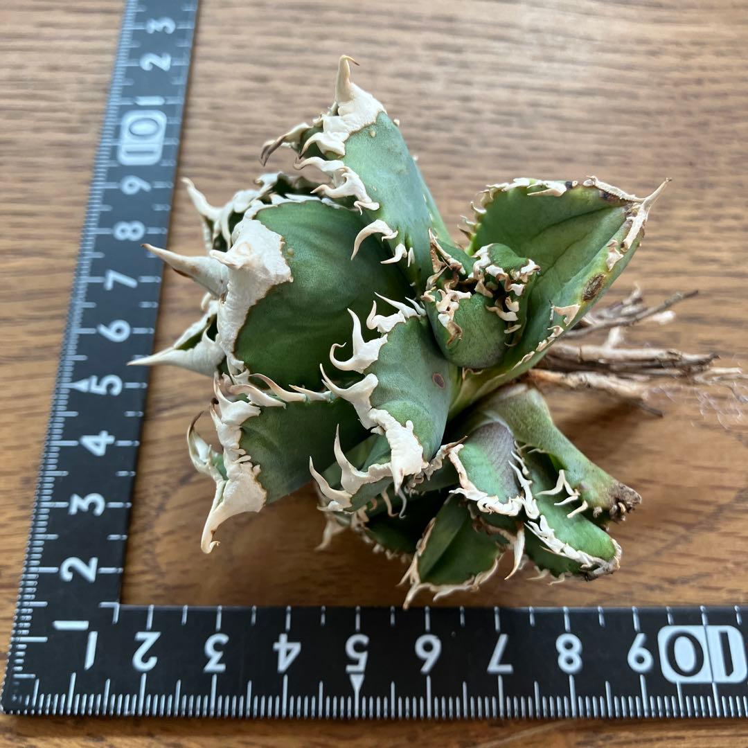 お*ん様 超選抜【オークション】④ 極太棘　子株3株付き　アガべ　白豪刺　TC