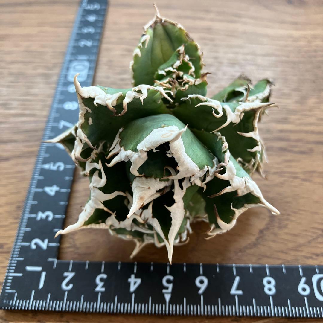 お*ん様 超選抜【オークション】④ 極太棘　子株3株付き　アガべ　白豪刺　TC