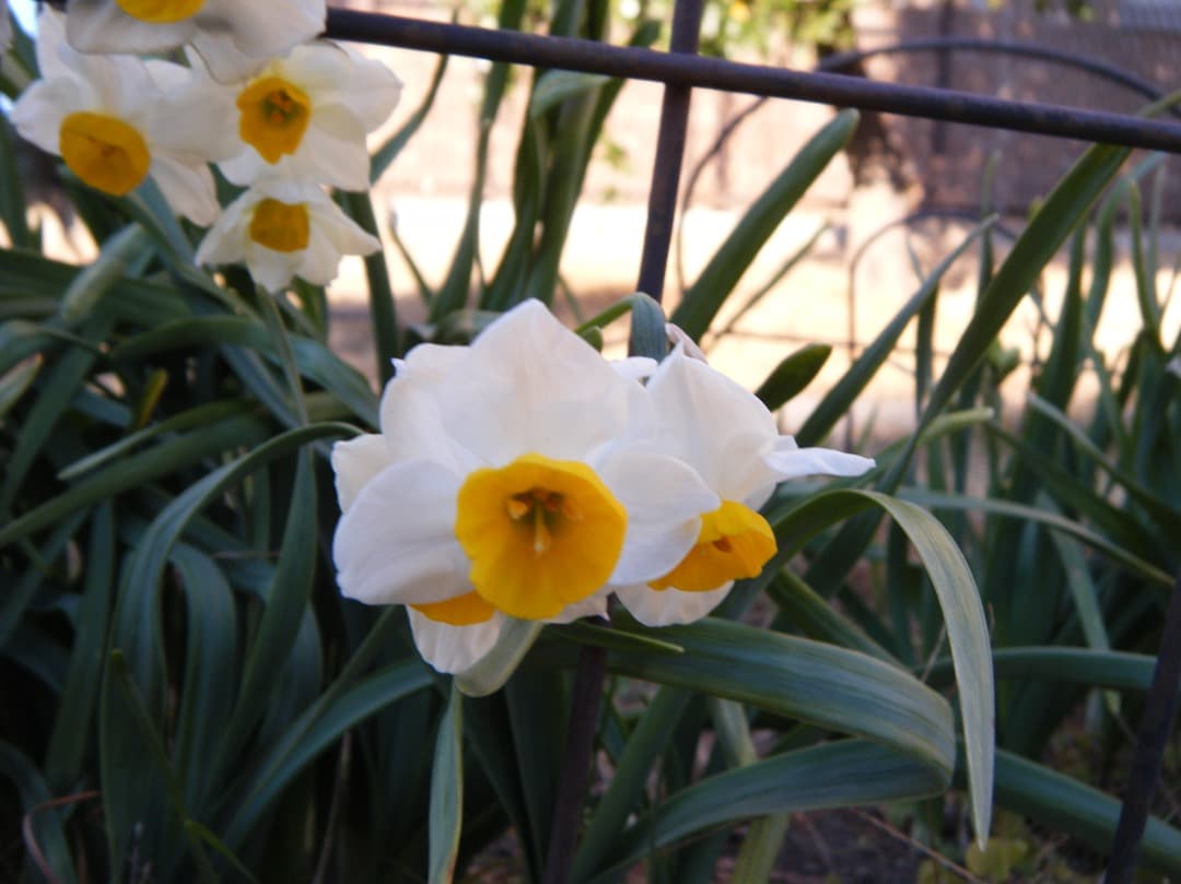 実写美⭕️【動作確認済み】FUJIFILM FinePix Z33WP