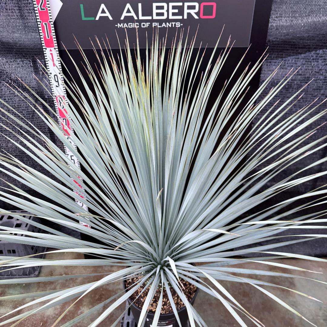 【AL1206】ユッカ　ロストラータ　ランチョブルー（品種名）