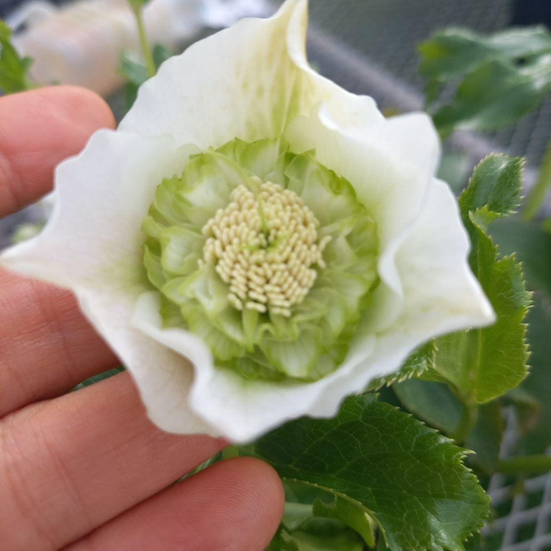 つぼみいっぱい！オリジナルグリーンリップ、2種植え♪クリスマスローズ大苗