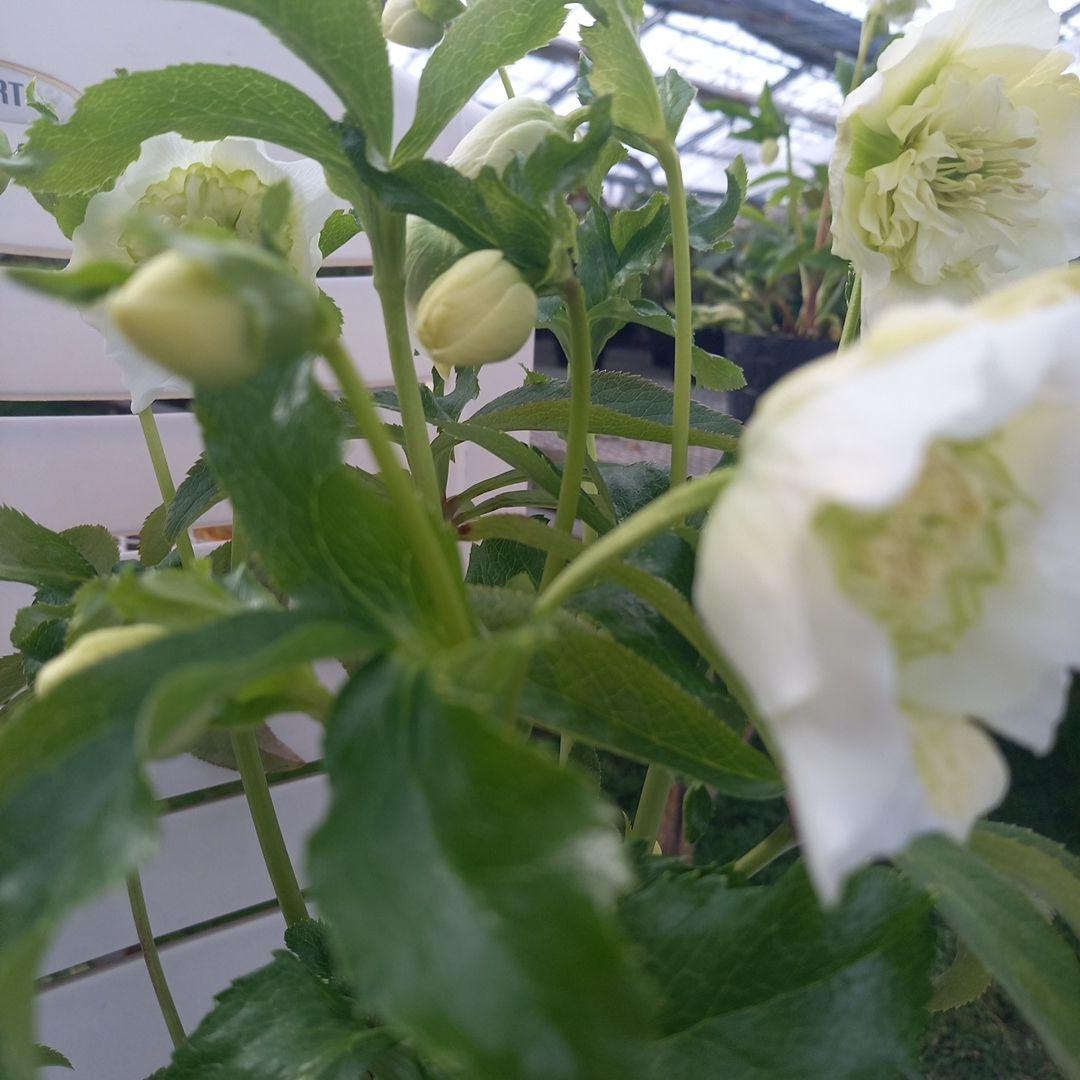 つぼみいっぱい！オリジナルグリーンリップ、2種植え♪クリスマスローズ大苗