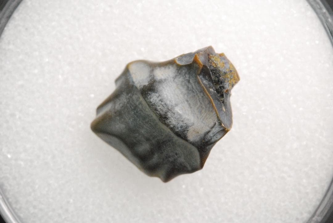 アンキロサウルスの歯 [DS281] 化石 希少 レア