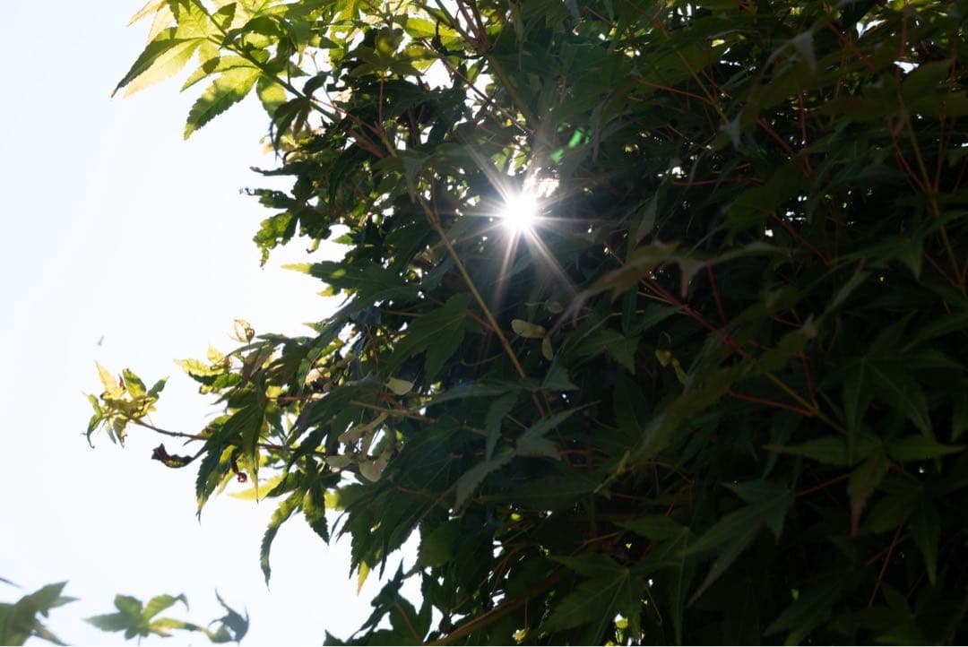 Nikon Z 24-200mm F4-6.3 VR ズームレンズ