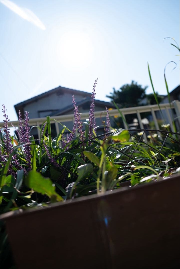 Nikon Z 24-200mm F4-6.3 VR ズームレンズ