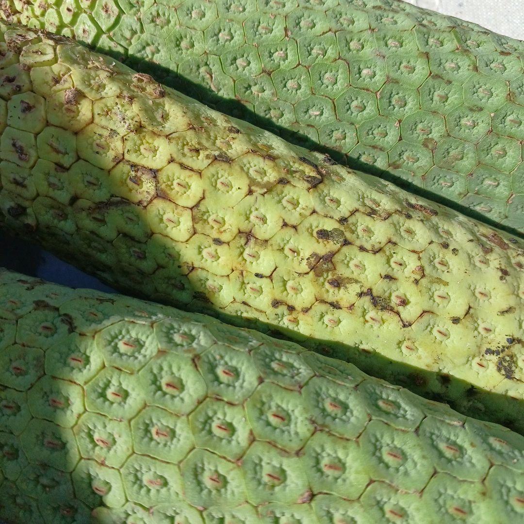 モンステラ(デリシオーサの実) 12個