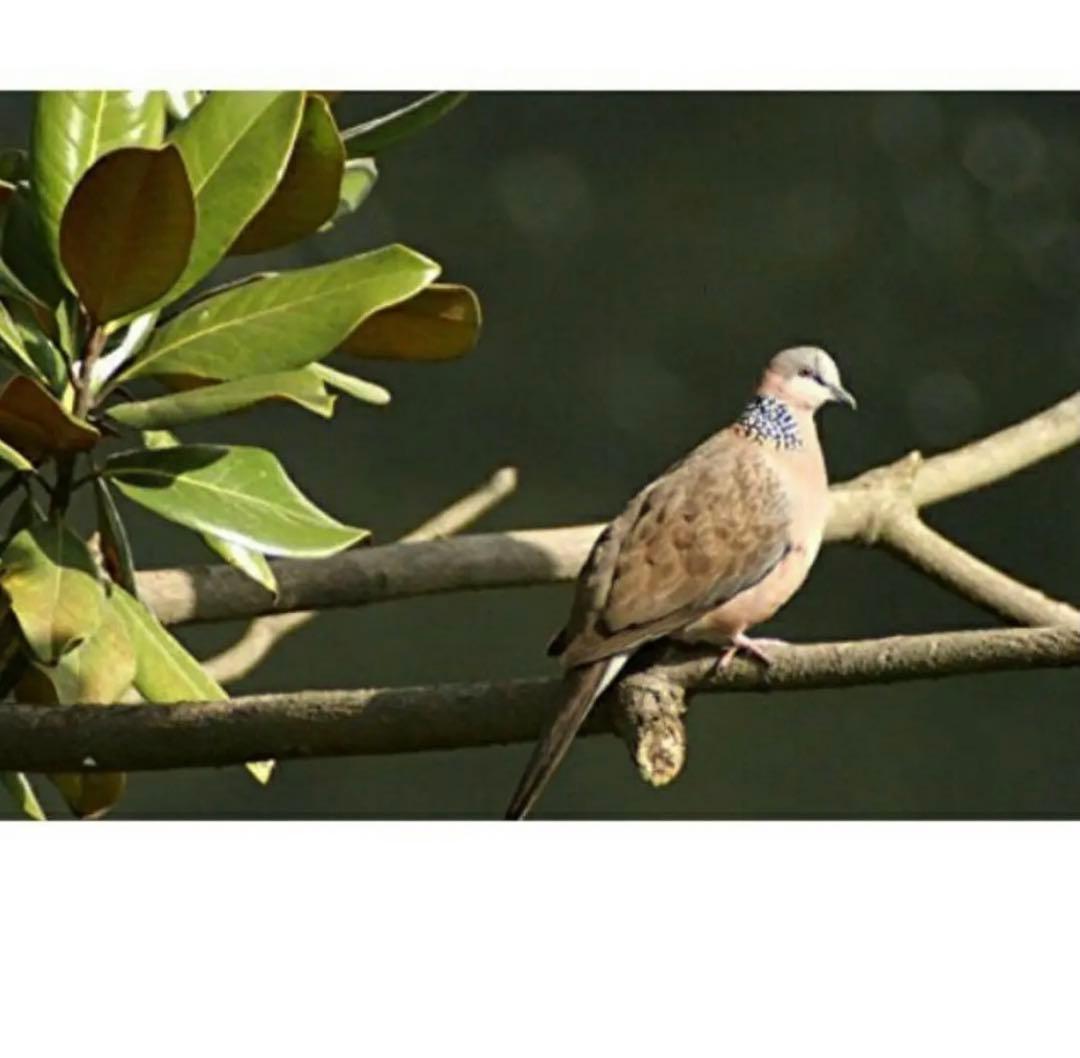 ママさんカメラ初心者でもOK！サポート充実！Nikon一眼レフをお持ちの方に！！