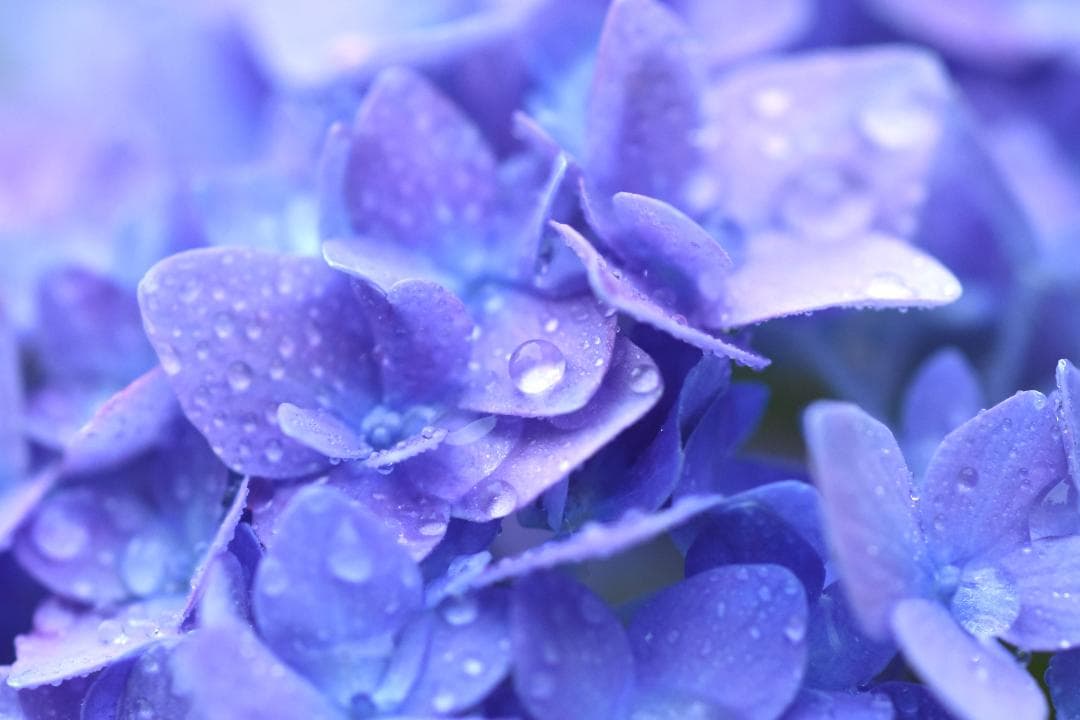 レンズ(単焦点) Nikon AF MICRO 60mm F2.8