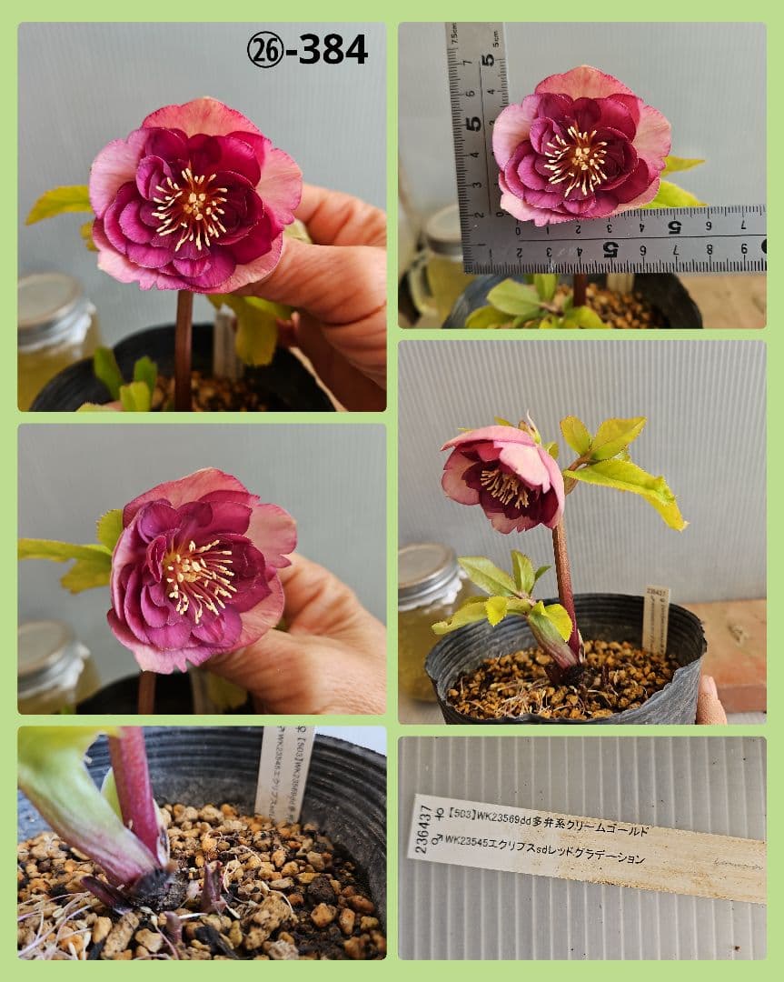 ★＊ひまわり＊様ご購入苗㉖-327㉖-363㉖-384クリスマスローズ