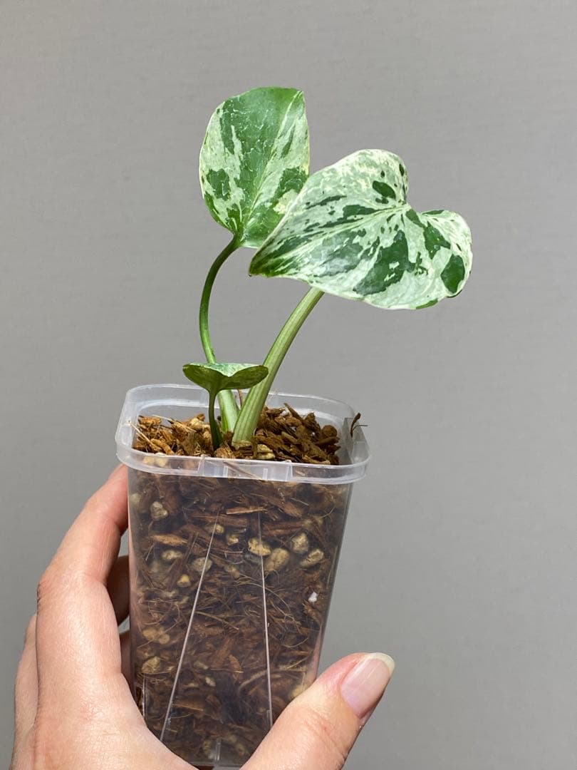 ご*ん様 【全葉斑入り‼️】モンステラ　デリシオーサ　バルバソー　フシギダネ/