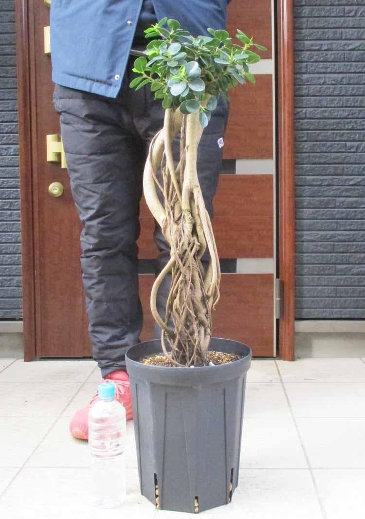 【現品】パンダガジュマル （ぱんだ・ガジュマル）（パンダ・ガジュマル）8号　W7